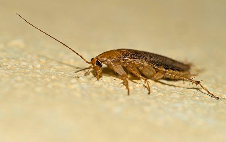 cockroach-on-the-floor