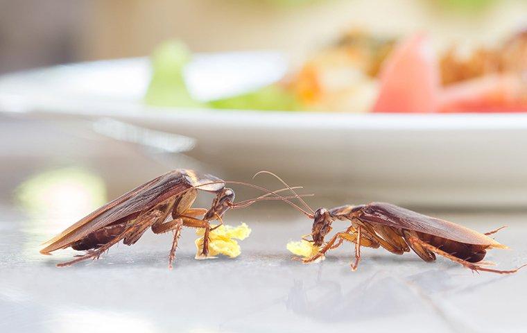 cockroaches-eating-food-in-kitchen