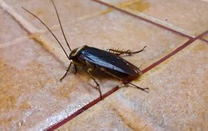 cockroaches-how-you-can-prevent-an-infestation