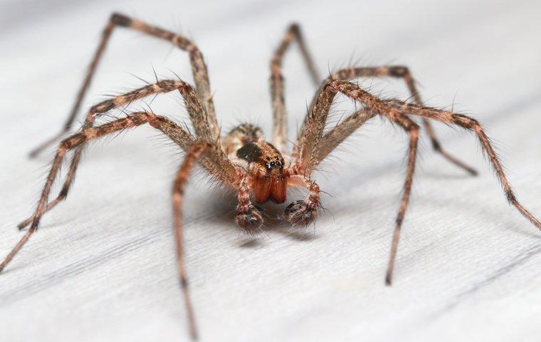 common-house-spider-on-the-floor-in-a-home