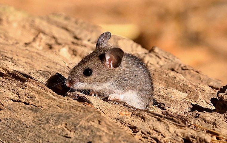 deer-mouse-on-wood-pile