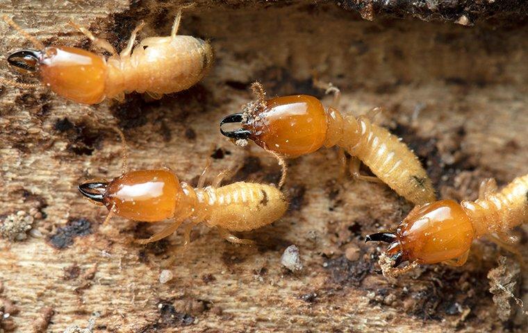 four-termites-on-chewed-wood-2