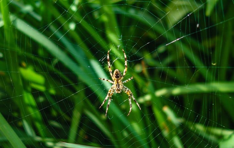 garden-spider-on-web-on-lawn