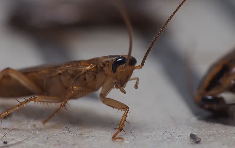 german-cockroach-face-close