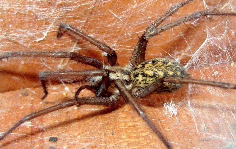 hobo-spider-in-web-outside-home