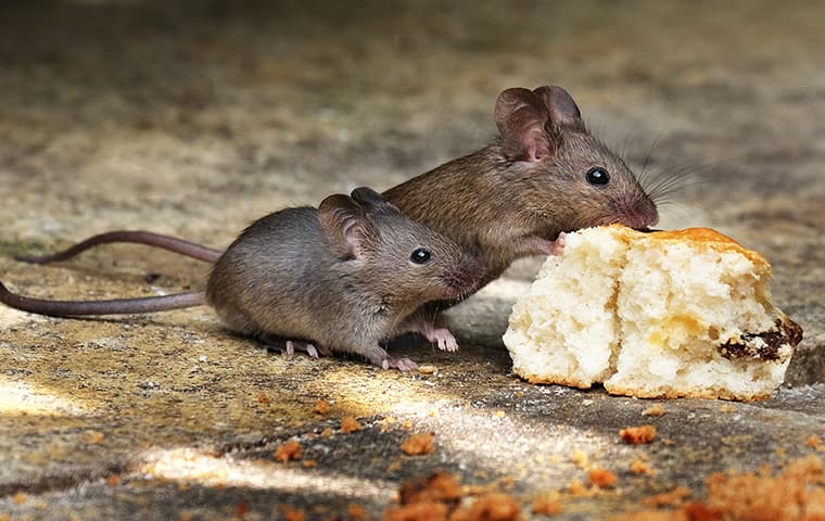 house-mice-eating-a-biscuit-2