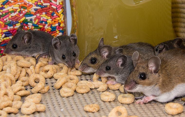 house-mice-in-pantry