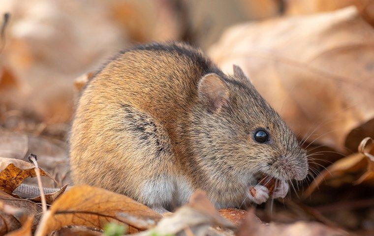 house-mouse-crawling-in-leaves-2