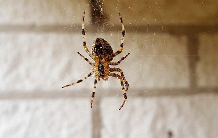 house-spider-hanging-from-a-web-2