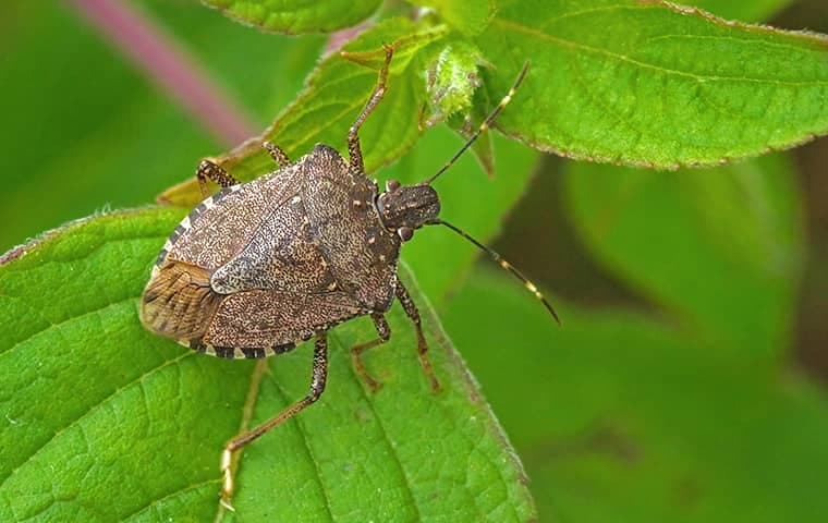 how do i get rid of these awful stink bugs