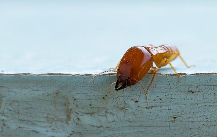 large-termite-on-a-painted-blue-board