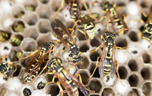 many-wasps-on-nest, hornets midwest