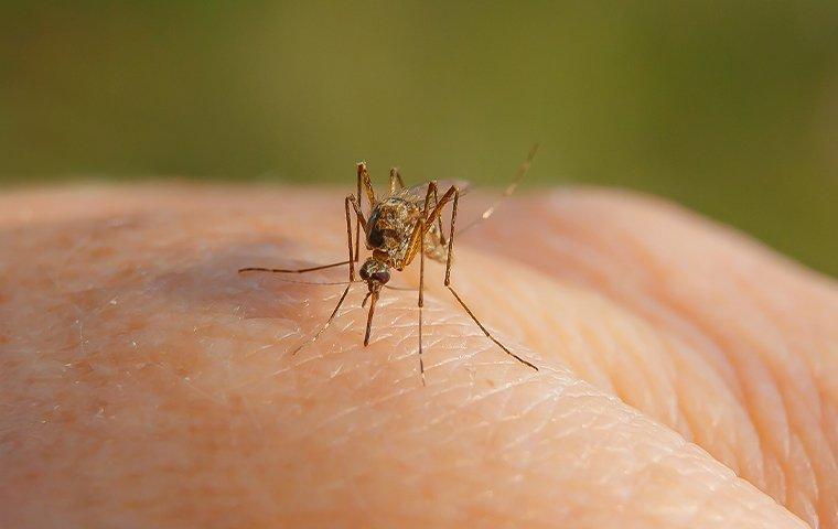 mosquito-biting-summer-pest