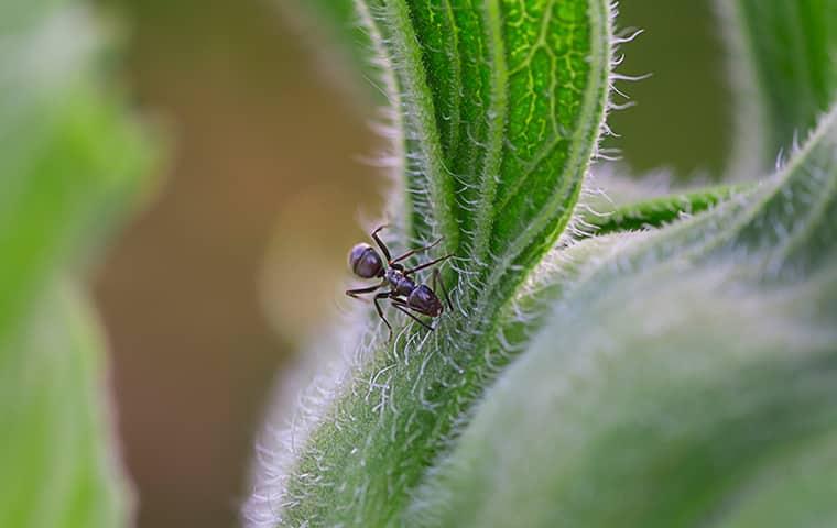 odorous-house-ant-in-st-charles-home