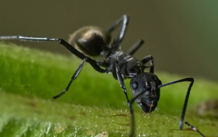 odorous-house-ant-pest-identification