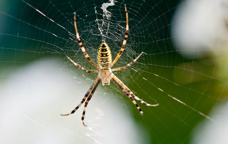 orb-weaver-spider