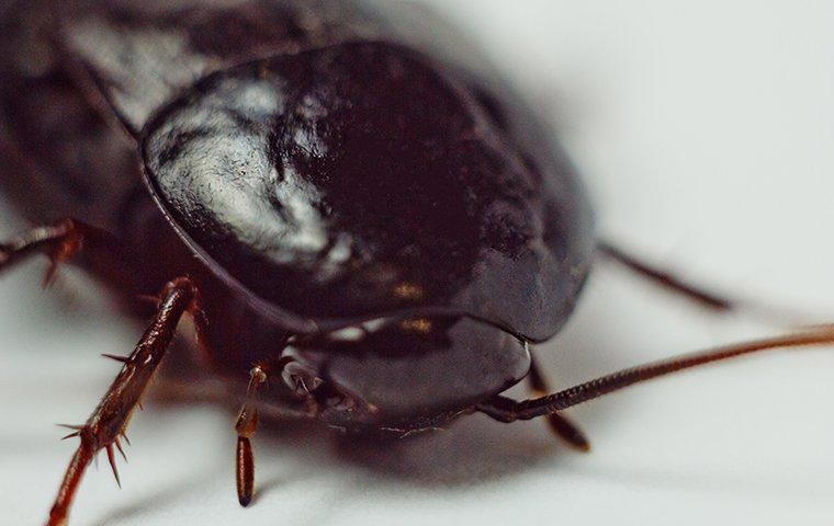 oriental-cockroach-face-up-close