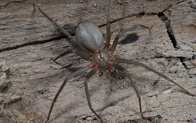 reasons-to-avoid-brown-recluse-spiders-in-tennessee