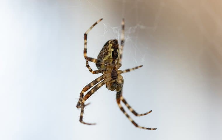 spider-hanging-in-web