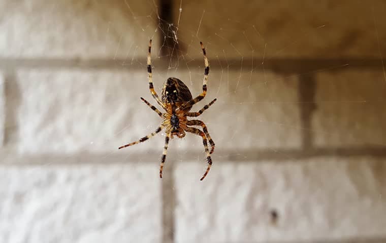 spider-in-basement