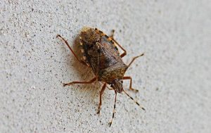 what are overwintering pests; stink-bug-on-wall