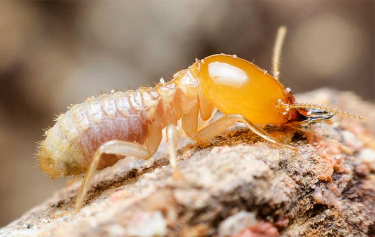 subterranean-termite-near-home-in-san-antonio-tx