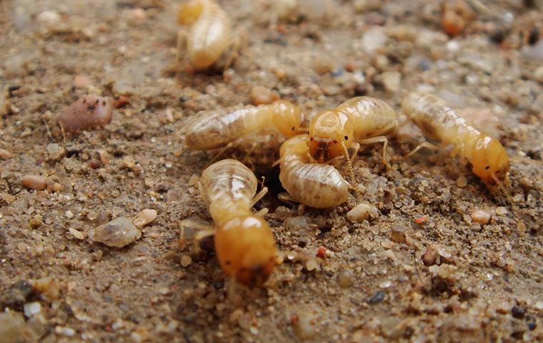 swarm-of-termites-on-the-gravel-ground