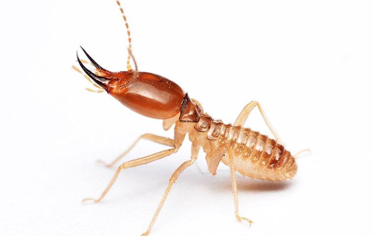 termite-anatomy