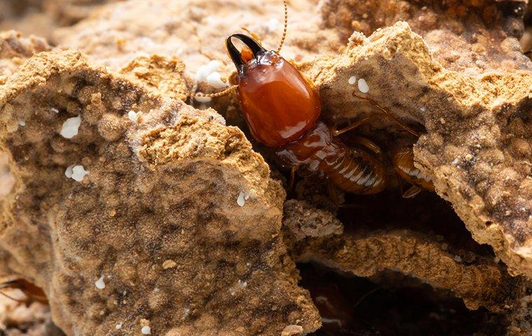 termite-coming-out-of-a-hole-in-the-ground