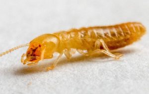 termite control midwest