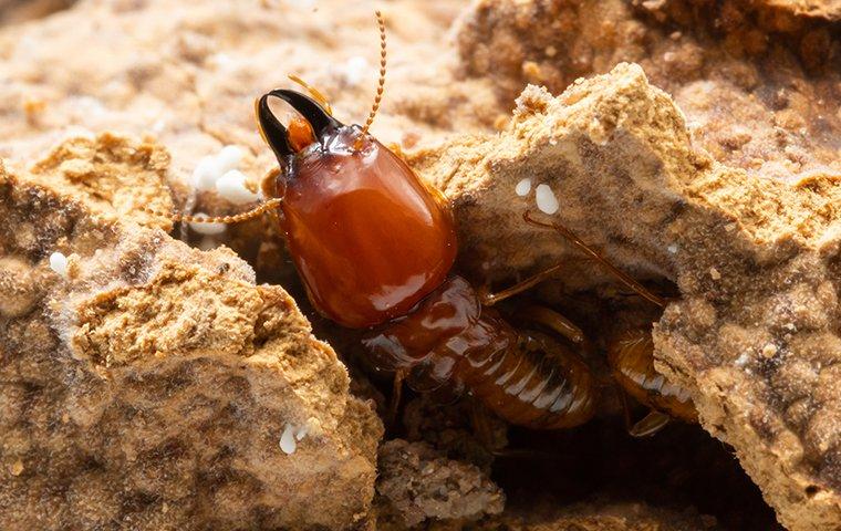 termite-crawling-in-nest