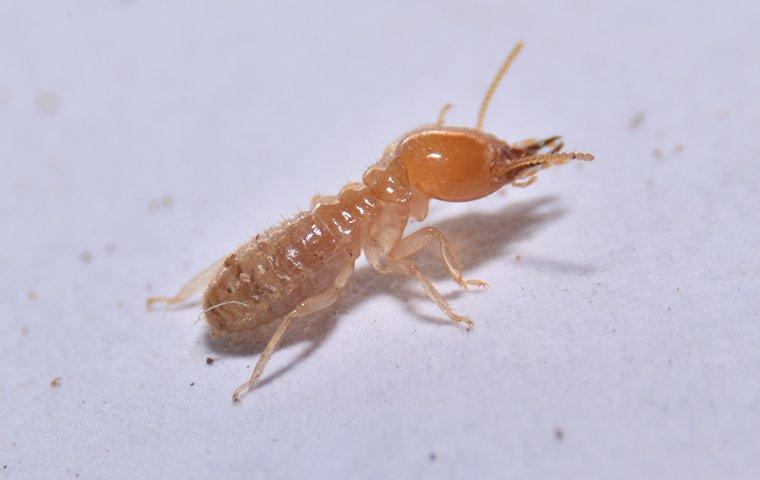 termite-crawling-on-a-kitchen-table