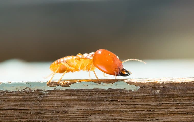 termite-crawling-on-wood