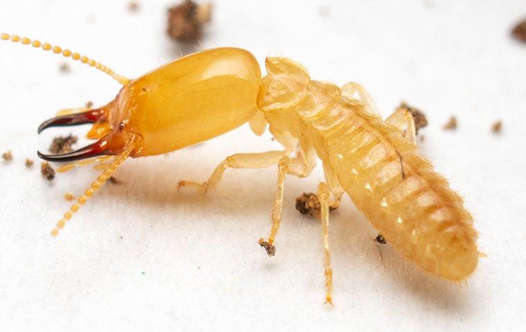 termite-destroying-wood