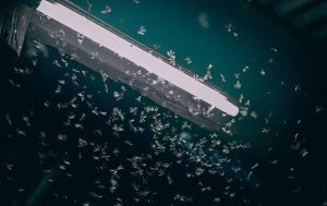 termite swarmers midwest