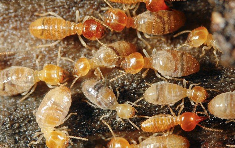 termites-crawling-on-wood-chewing