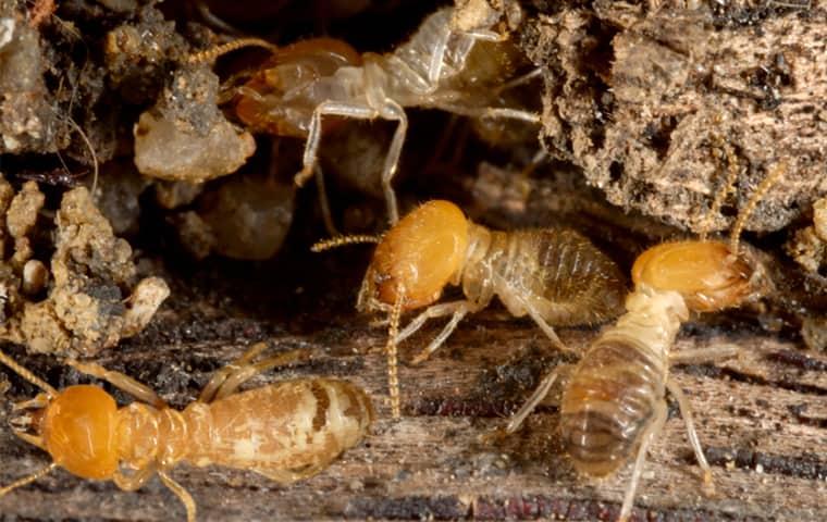 termites-eating-wood-in-a-home