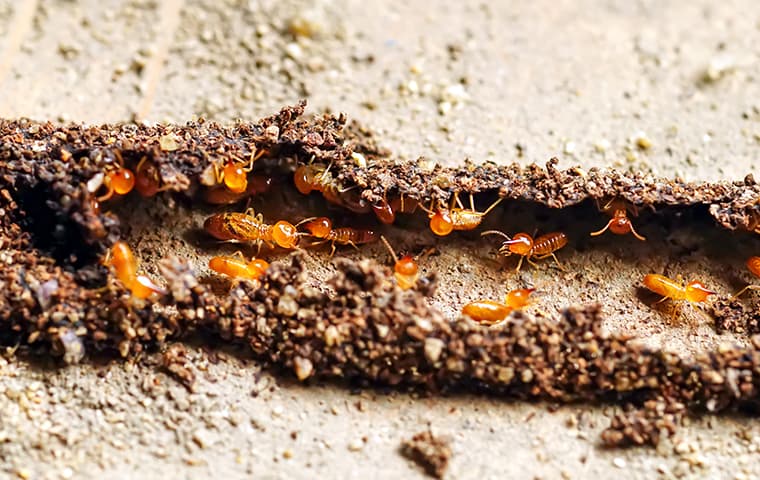 termites-in-a-dirt-tube