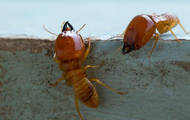 termites-infesting-wood-trim