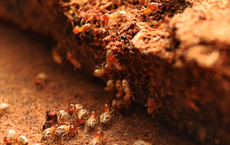 termites