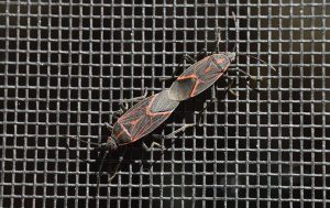 Impact of Overwintering Pests two-boxelder-bugs-on-a-window-screen