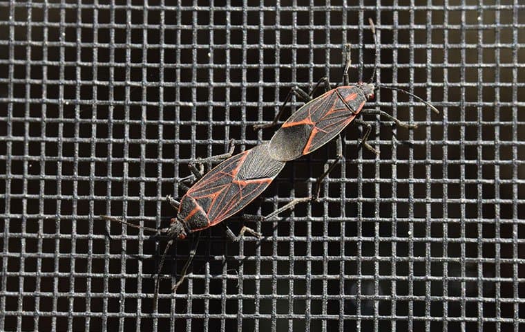 two-boxelder-bugs-on-a-window-screen