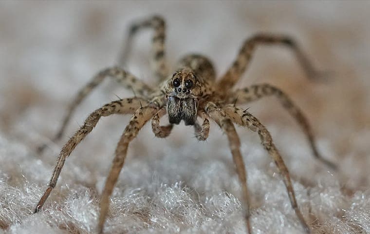 wolf-spider-in-livingroom