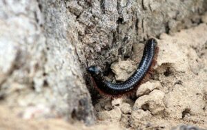 a millipede in sand