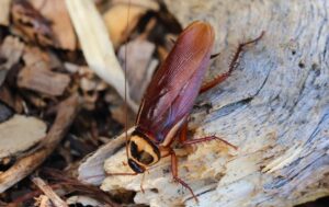 american cockroach on a log