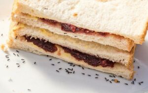 ant-control-ants-eating-a-sandwich