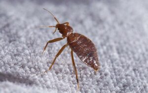 bed bug crawling on sheets 4