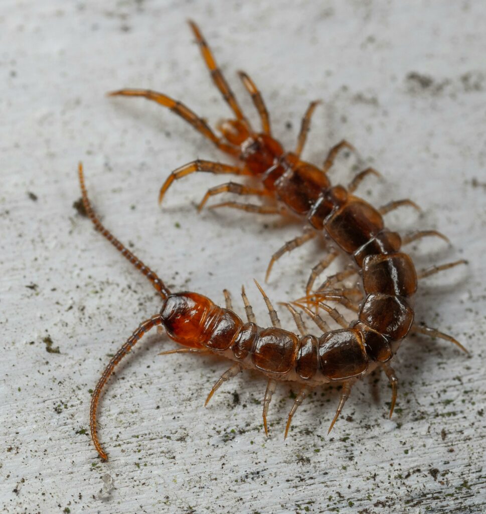 are centipedes poisonous