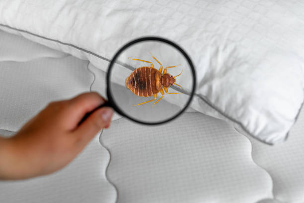 Finding Airplane Bedbugs