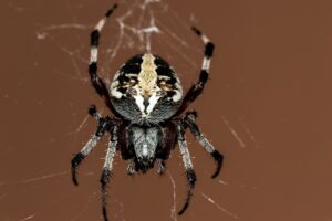 What do Black House Spider Eat